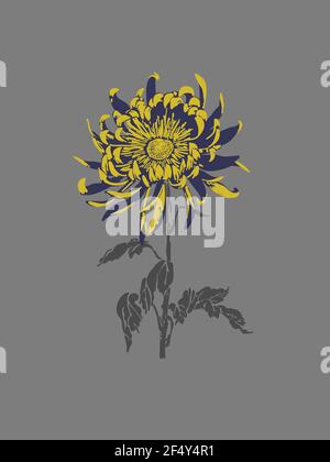 Yellow Chrysanthemum flower Vector design on Grey Background. Unique botanical drawing Stock Vector