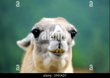 Portrait of Alpaca on a green natural background Stock Photo