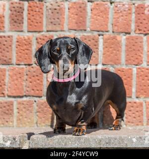 miniature dachshund Stock Photo