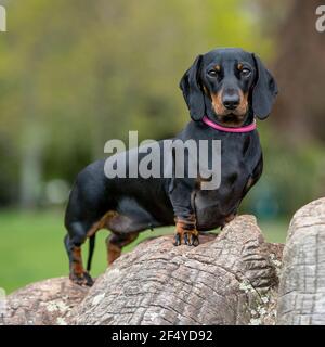 miniature dachshund Stock Photo