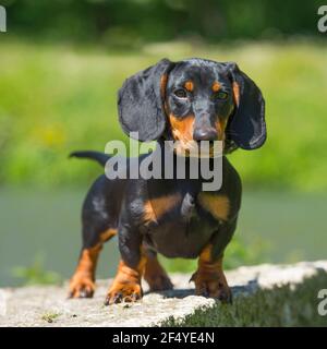 miniature smooth haired dachshund Stock Photo