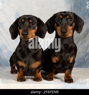 miniature dachshund Stock Photo