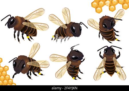 Set Honey bee from different angles on white background. Bee icon with honeycomb. Vector illustration. Stock Vector