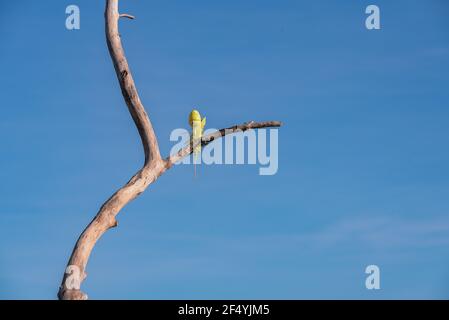 A lone Easter egg is stuck in an old tree with blue sky in the background Stock Photo