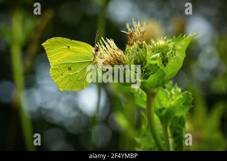 Side view of common brimstone, a butterfly with bright yellow wings and brown eyes, sitting on a fresh green cabbage thistle growing in nature. Stock Photo
