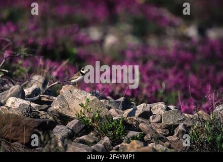 Semipalmated Plover, Charadrius semipalmatus, adult in breeding plumage on its tundra nesting grounds in Gates of the Arctic National Park, Brooks Ran Stock Photo