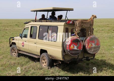 A cheetah mum looking out for a catch on a safari truck, Serengeti, Tanzania