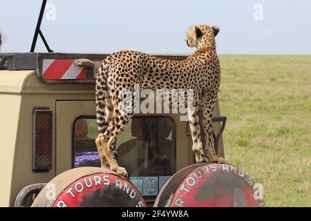 A cheetah mum looking out for a catch on a safari truck, Serengeti, Tanzania Stock Photo