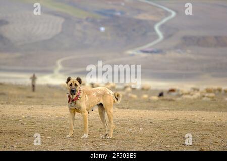 Sheepdog protecting  Sheep from foreigner Stock Photo