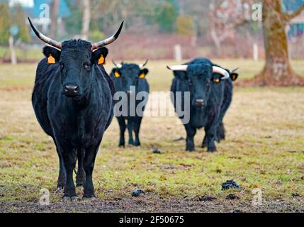 Three visible black Dexter cows and one hidden.  Dexter cattle are a breed of cattle originating in Ireland. Dexters are used for milk and beef Stock Photo