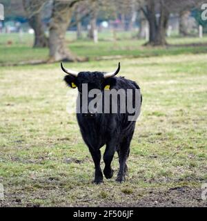 Black cow with horns. Dexter cattle are a breed of cattle originating in Ireland. Dexters are used for milk and beef Stock Photo