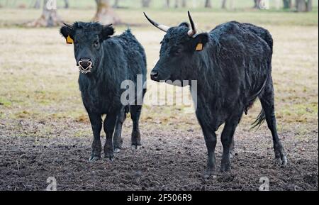 A black Dexter cow and bull.  Dexter cattle are a breed of cattle originating in Ireland. Dexters are used for milk and beef Stock Photo