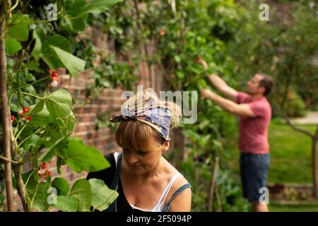 Couple pruning ivy plants growing on brick wall in garden Stock Photo