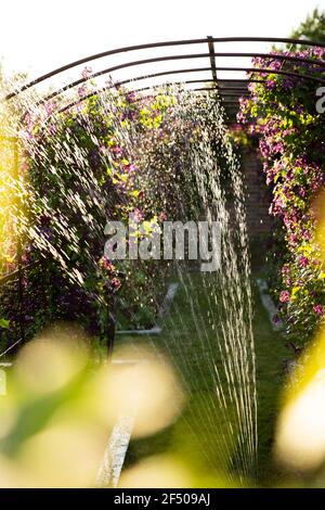 Sprinkler watering purple flowers growing on trellis in garden Stock Photo