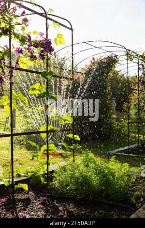 Sprinkler watering plants and flowers in sunny summer garden Stock Photo