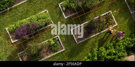 Aerial view couple harvesting vegetables in garden with raised beds Stock Photo