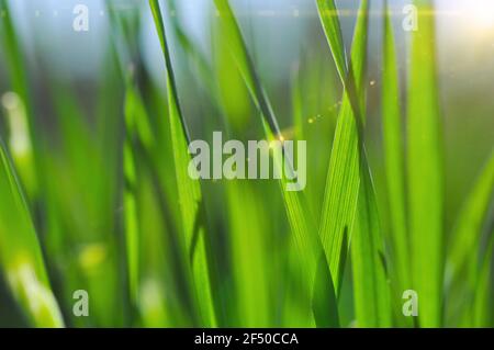 Green grass close up. Macro. Grass in sunbeams. Soft focus. Abstract nature background. Stock Photo
