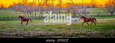 Three horses running in a field at sunset. Stock Photo