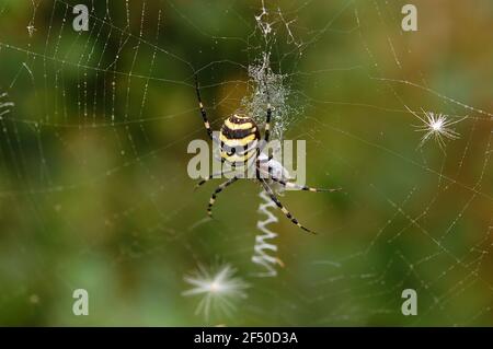 Spider in her spiderweb. Argiope bruennichi. Stock Photo