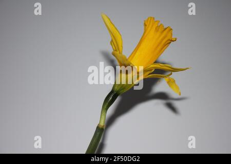 Solitary yellow Daffodil, shadows highlighted against a light background. Love tulips, Love nature, Love spring. Symbolic spring, rebirth and wellness.