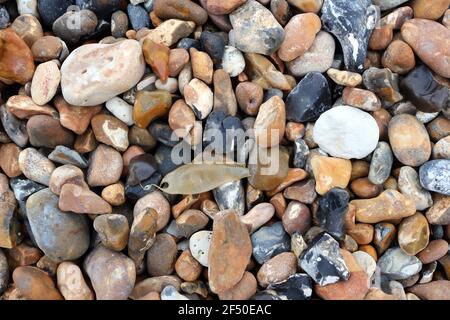 A small spotted catshark eggcase among pebbles on the beach Stock Photo