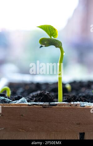 Germination of beans plants in early spring on  windowsill for planting in garden close up Stock Photo