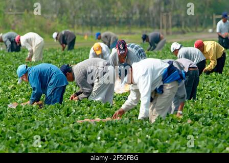 Mexican american migrant workers pick strawberries in a Plant City Florida field Stock Photo
