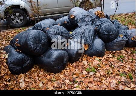 Black plastic garbage bags filled with fallen yellow leaves on the street. Autumn seasonal cleaning of city streets and parks. Natural waste Stock Photo