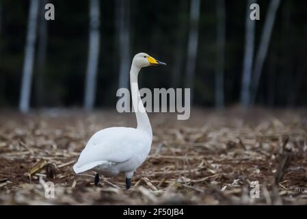 Selective focus photo. Whooper swans, Cygnus cygnus on field. First Migratory birds. Stock Photo