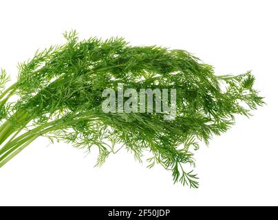 Bunch of green dill isolated on white background Stock Photo