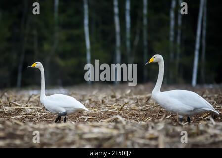 Selective focus photo. Whooper swans, Cygnus cygnus on field. First Migratory birds. Stock Photo