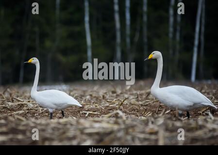 Selective focus photo. Whooper swans, Cygnus cygnus on field. First Migratory birds. Stock Photo