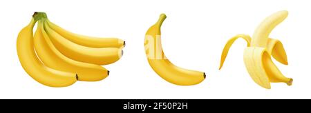 Set of realistic vector banana, branch of bananas, Half Peeled and single banana isolated on white Stock Vector