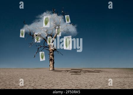 Pictures of leaves hanging from dead tree in desert Stock Photo