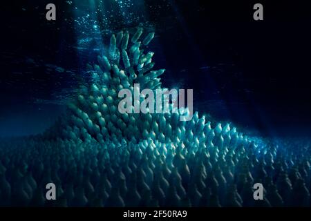 School of plastic bottles covering ocean floor Stock Photo