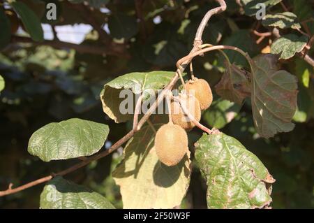 Detail of a branch of a kiwi tree (Actinidia deliciosa) with ripe fruits and leaves in a plantation during the summer Stock Photo