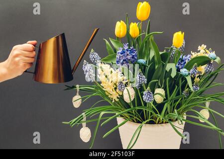 Easter egg pot with spring flowers. Watering yellow tulips, hyacinths, blue muscari with watering can on grey background. Holiday decoration Stock Photo