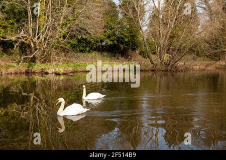 Two swans on the River Tyne near Haddington, East Lothian, Scotland. Stock Photo