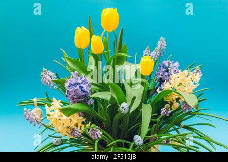 Easter decor of spring flowers with eggs. Bouquet of yellow tulips, hyacinths, blue muscari on blue background. Holiday decoration. Stock Photo