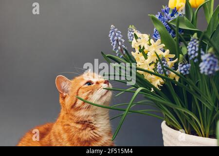 Ginger cat smelling spring flowers in pot. Pet enjoys blooming yellow hyacinths, muscari on grey background. Easter concept Stock Photo