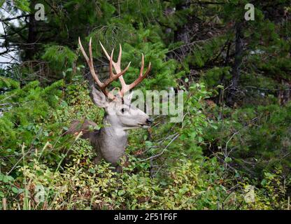 Trophy mule deer buck, 10 point, in natural outdoor setting. Wildlife scene of majestic mature buck with large rack. Hunting for big game deer. Stock Photo