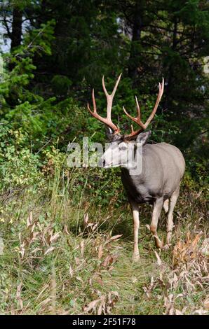 Trophy mule deer buck, 10 point, in natural outdoor setting. Wildlife scene of majestic mature buck with large rack. Hunting for big game deer. Stock Photo