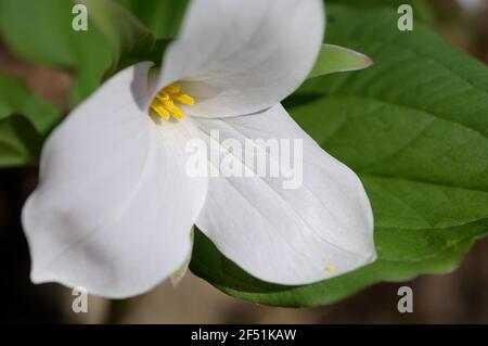 close up of a trillium wildflower Stock Photo