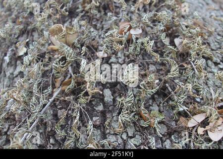 tree moss close up on a tree Stock Photo