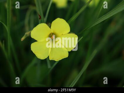 Oxalis pes-caprae flower close-up. Stock Photo