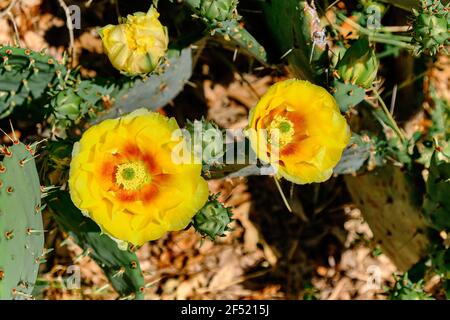 two Yellow Prickly pear Cactus Flower blooming with a an additional bud Stock Photo