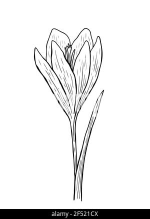 Doodle crocus with stem and leaves. A sketch of the first spring flower. Vector hand-drawn illustration in outline style. Stock Vector