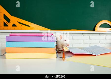 Banner back to school. White rat eating sitting on book. Design with copy space. Stock Photo
