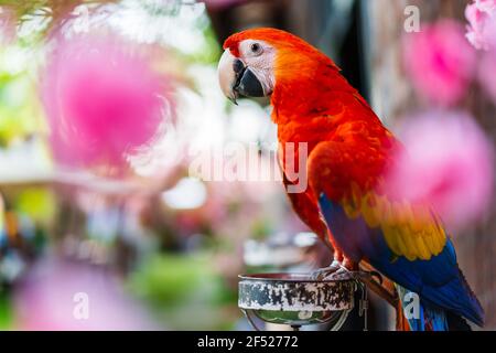 the colorful scarlet macaw parrot Stock Photo