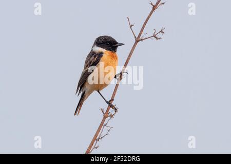 The Siberian stonechat or Asian stonechat (Saxicola maurus) is a recently validated species of the Old World flycatcher family (Muscicapidae). Stock Photo